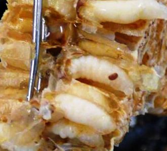 Covata di Ape: Insetti Edibili e Sostenibilità Nutrizionale