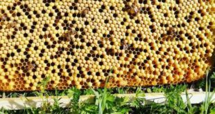 Covata di Ape: Insetti Edibili e Sostenibilità Nutrizionale