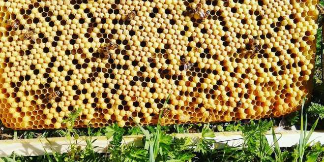 Covata di Ape: Insetti Edibili e Sostenibilità Nutrizionale