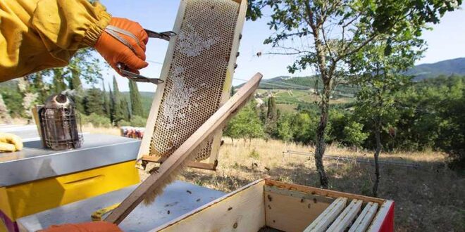 I rischi del materiale apistico usato: un invito alla responsabilità