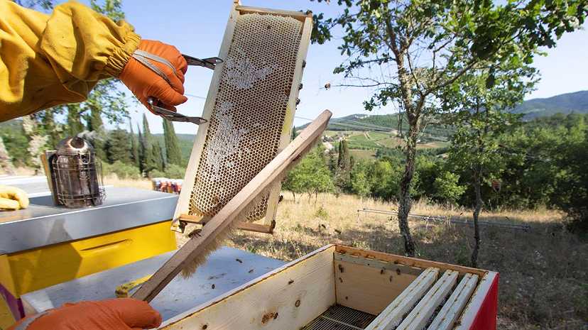 Miele SQNZ: difesa sanitaria e trattamenti