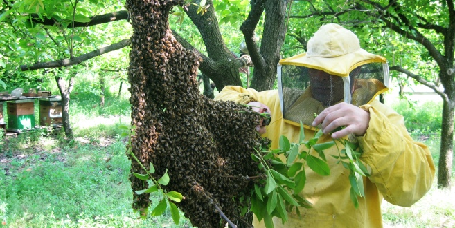 Come prevenire e controllare la sciamatura delle api