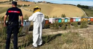 Api e fungicidi: quando le dosi “sicure” mettono alla prova memoria e orientamento