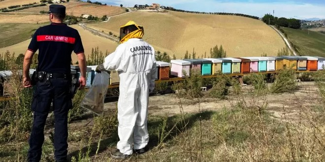 Api e fungicidi: quando le dosi “sicure” mettono alla prova memoria e orientamento