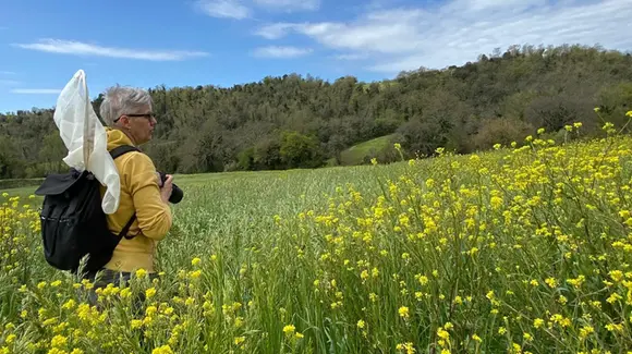 Vespa velutina, le prime regine a caccia di zuccheri