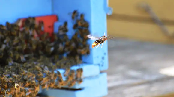 Vespa velutina, le prime regine a caccia di zuccheri