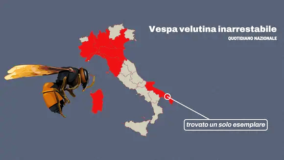Vespa velutina, le prime regine a caccia di zuccheri