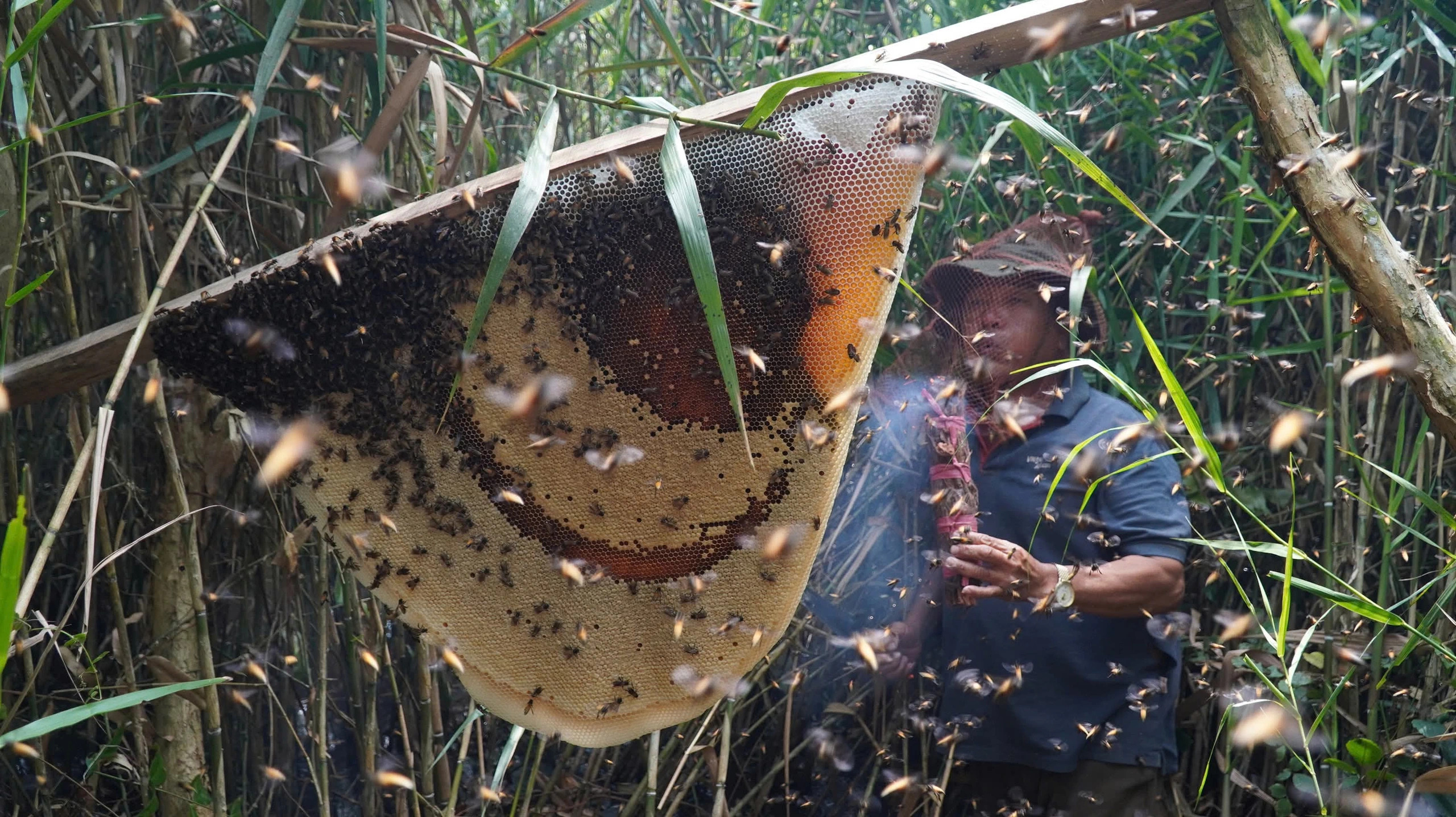 La foresta del miele: gli apicoltori di U Minh Hạ