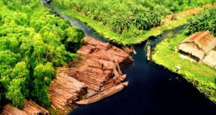 La foresta del miele: gli apicoltori di U Minh Hạ