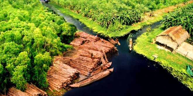 La foresta del miele: gli apicoltori di U Minh Hạ