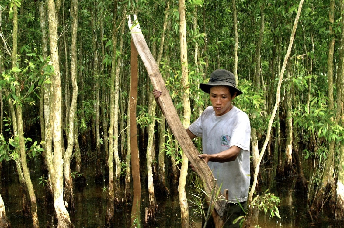 La foresta del miele: gli apicoltori di U Minh Hạ