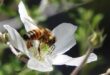 Anche una siccità moderata è dannosa per le api