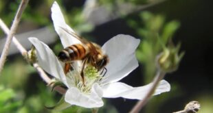 Anche una siccità moderata è dannosa per le api