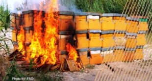 FAO, Un nuovo manuale per la disinfezione e l'eradicazione delle api malate
