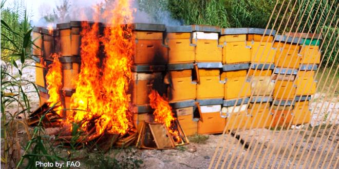 FAO, Un nuovo manuale per la disinfezione e l'eradicazione delle api malate