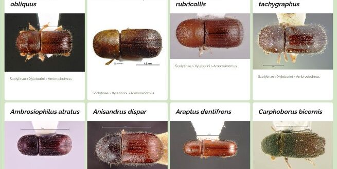 Coleotteri della corteccia e dell’ambrosia un database mondiale per riconoscere le specie e proteggere le foreste