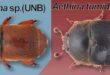 Aethina: nuovo coleottero nei nidi delle api senza pungiglione