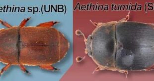 Aethina: scoperto un nuovo coleottero nei nidi delle api senza pungiglione