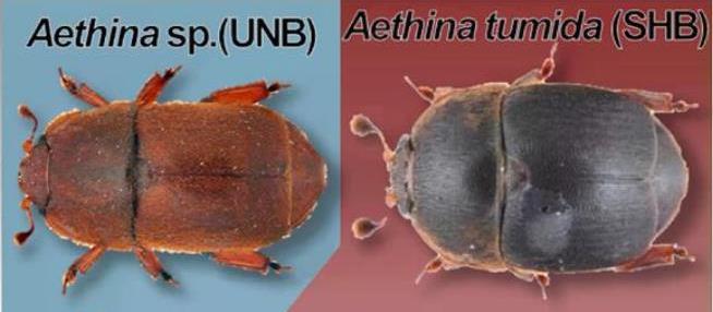 Aethina: nuovo coleottero nei nidi delle api senza pungiglione